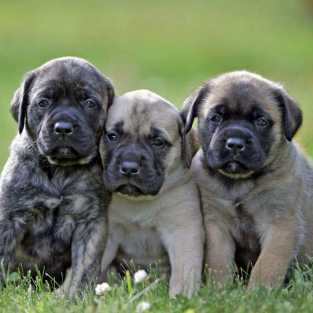 Mastino-Inglese-2