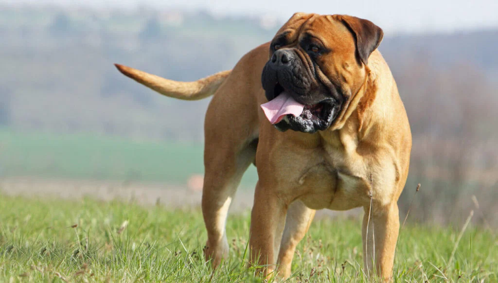 Mastino-Inglese-3