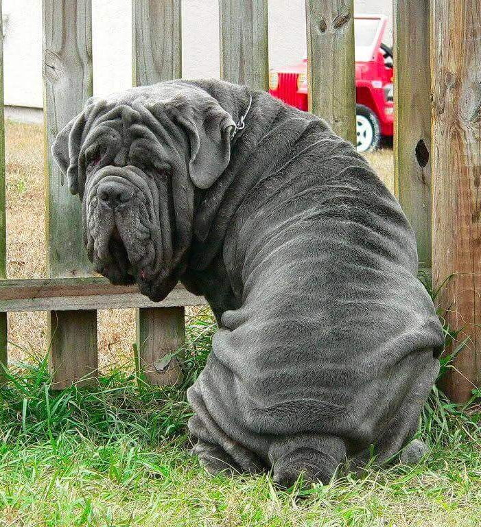 Mastino-Napoletano-1