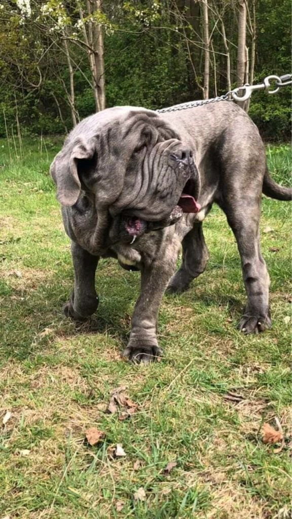 Mastino-Napoletano-2
