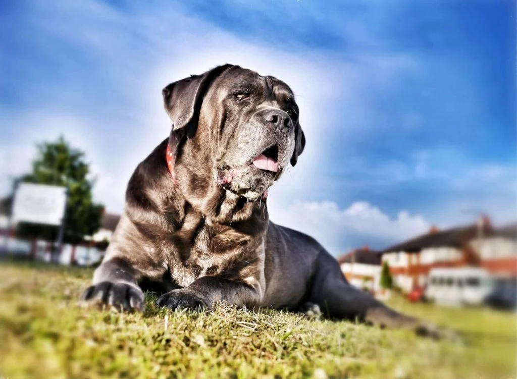 Mastino-Napoletano-3