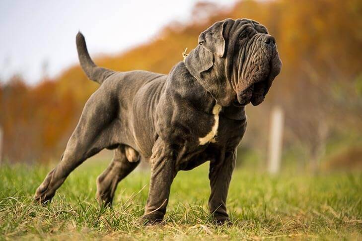 Mastino-Napoletano