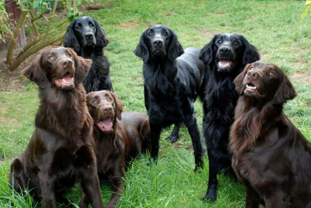 Flat coated Retriever