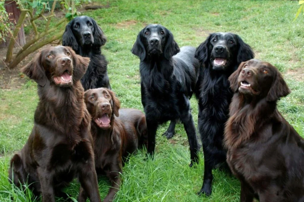 Flat coated Retriever