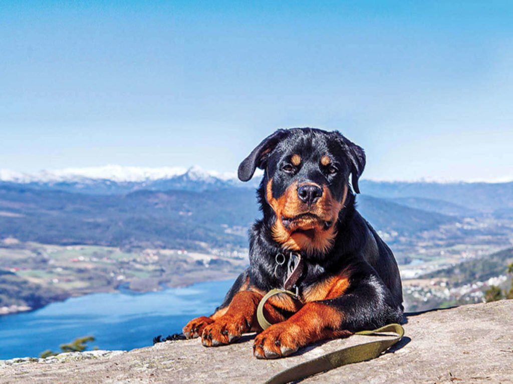 Rottweiler-1