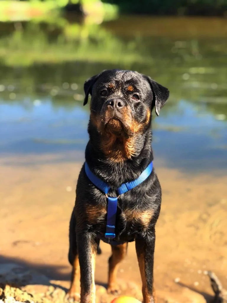 Rottweiler-2