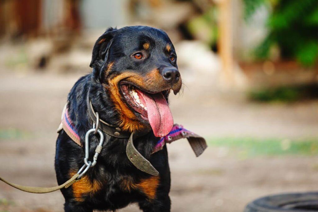 Rottweiler-3