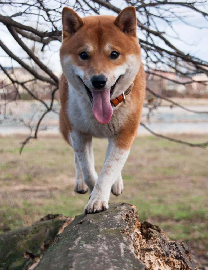 Shiba-Inu-1