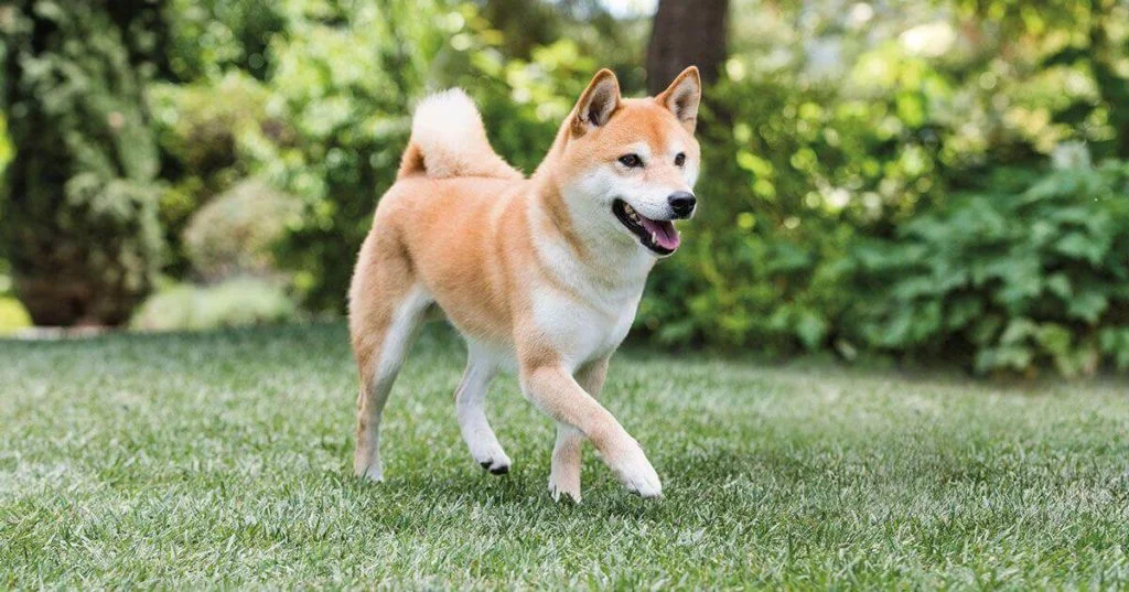 Shiba-Inu-2