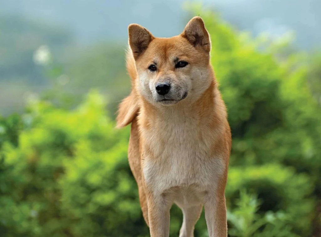 Shiba-Inu-3