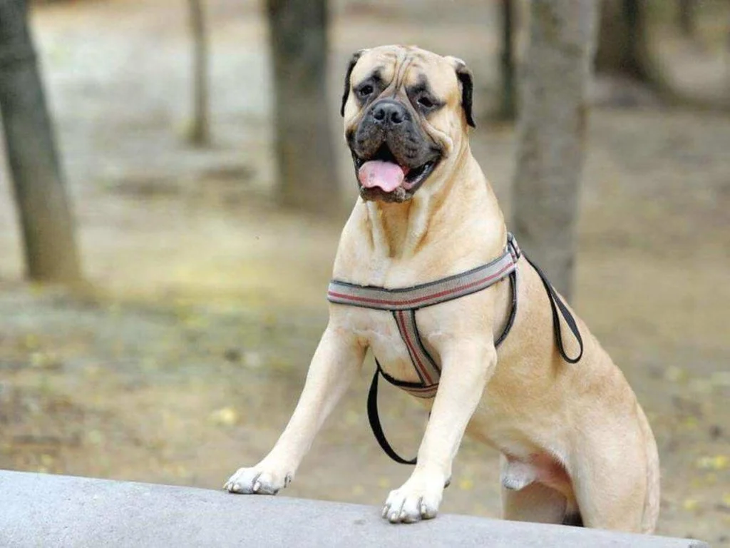 Toro-Mastino-1