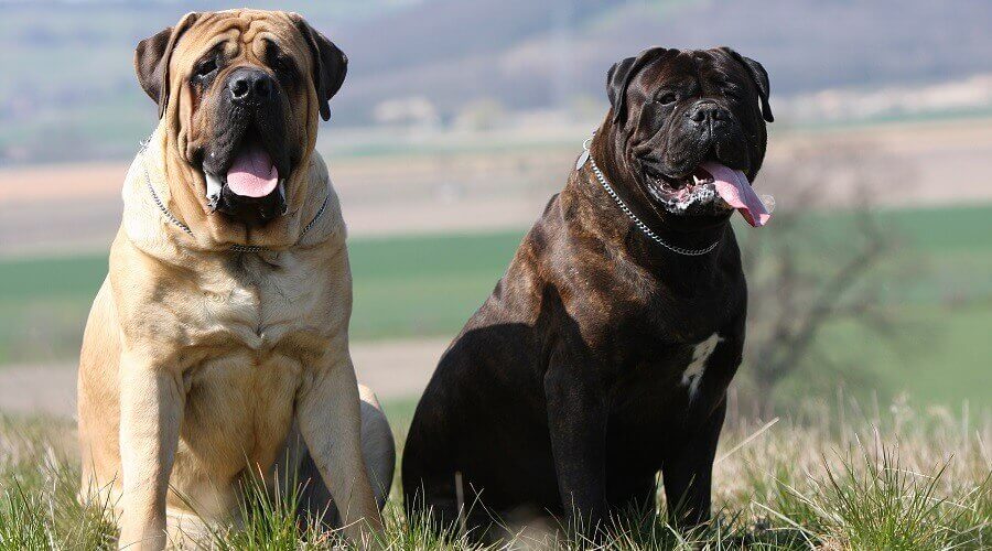 Toro-Mastino-2