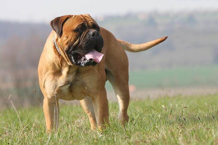 Toro-Mastino-3