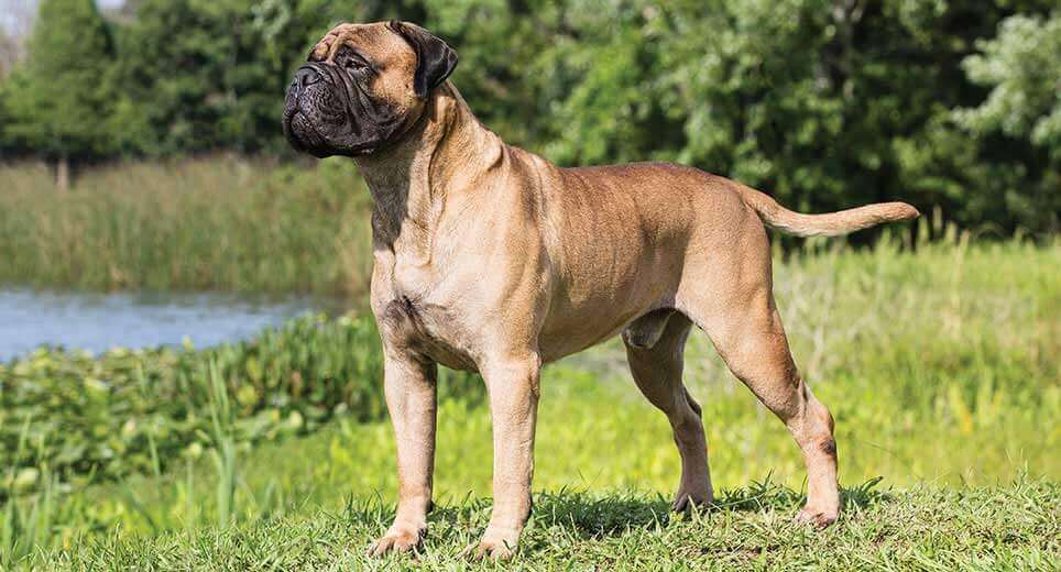 Toro-Mastino