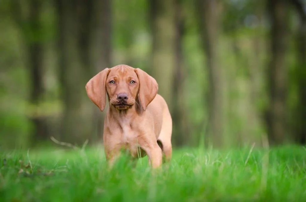 Vizsla-1