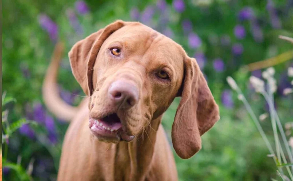 Vizsla-3
