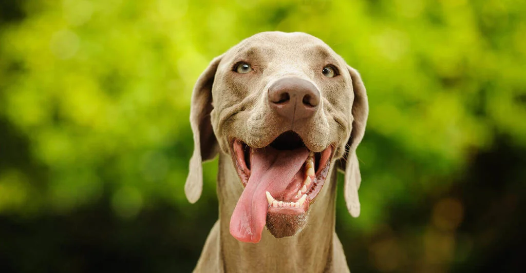 Weimaraner-1