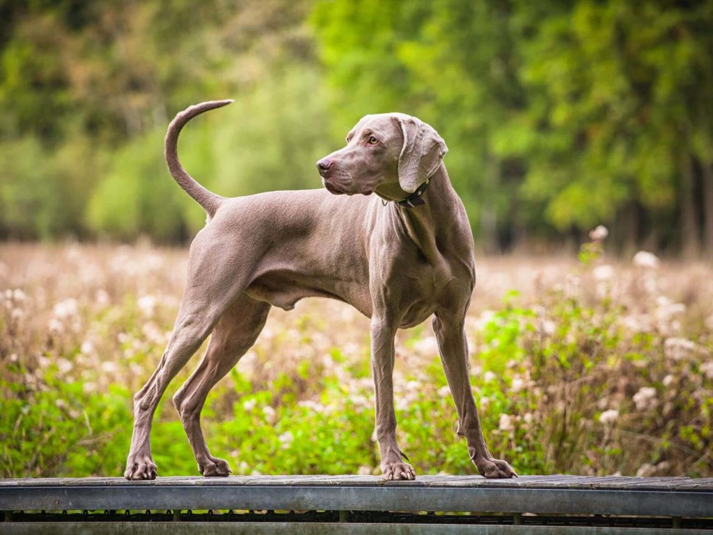 Weimaraner