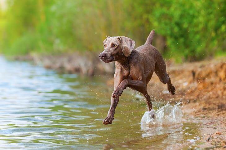 Weimaraner-2