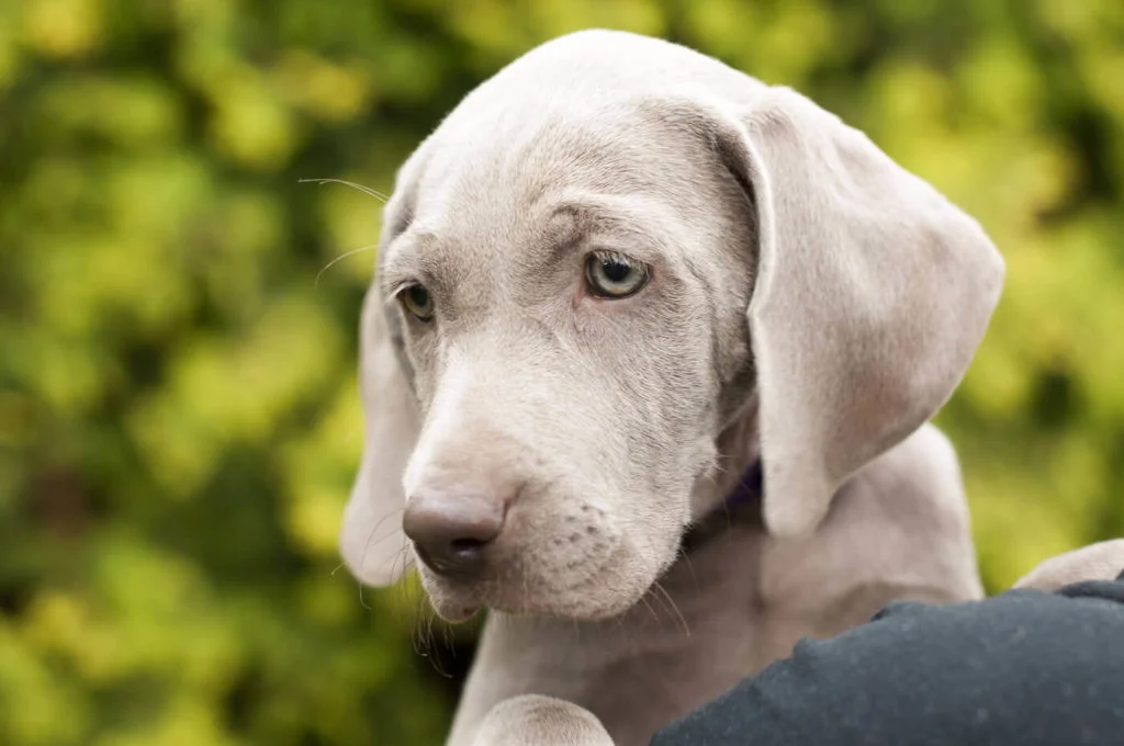 Weimaraner-3