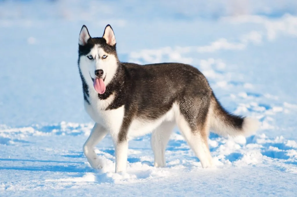 husky-siberiano