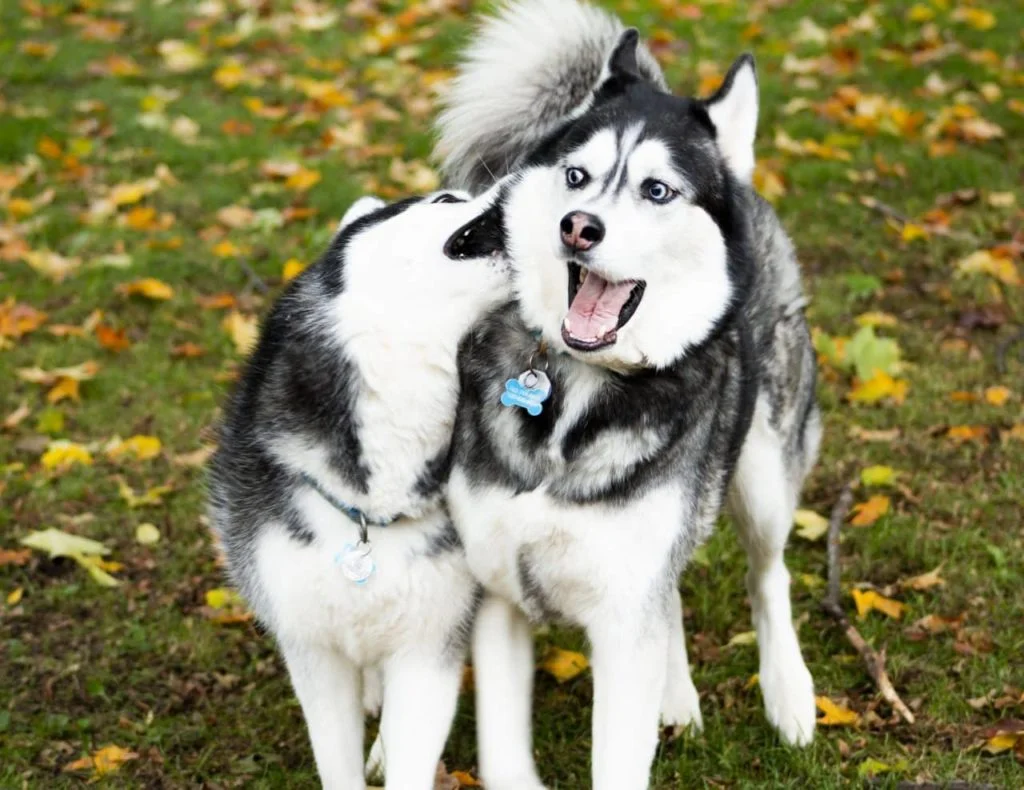 husky-siberiano-3