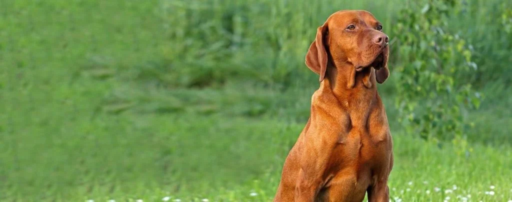 vizsla-2