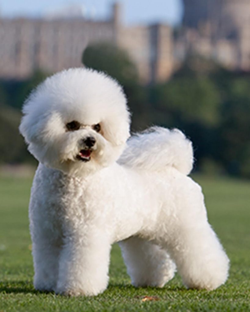 Bichon Firse