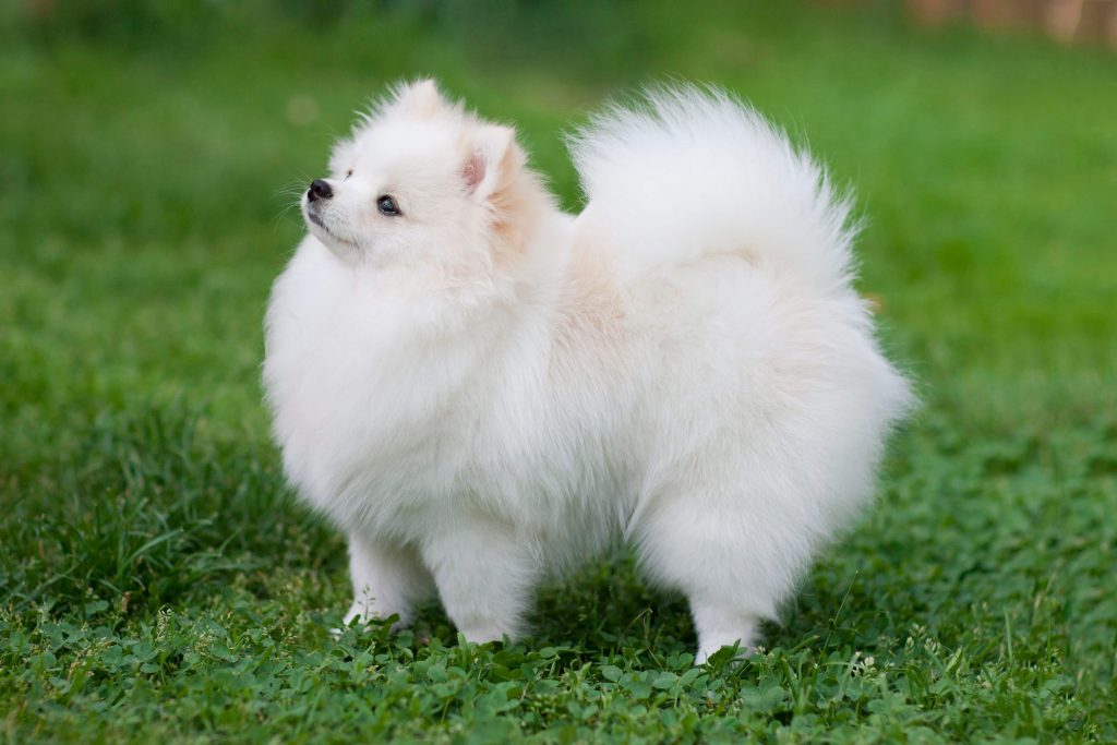 Pomeraniano