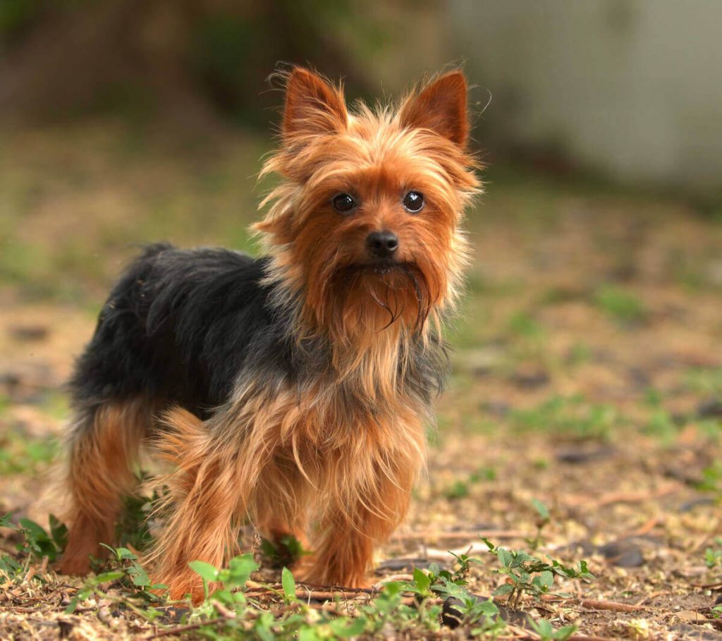 terrier razza canina inglese di piccola taglia codycross