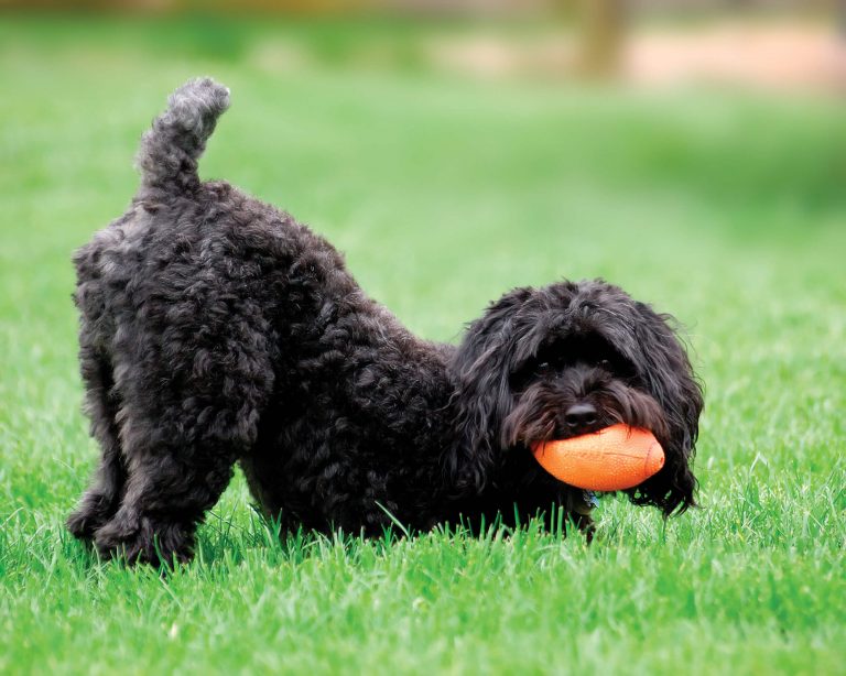Schnoodle