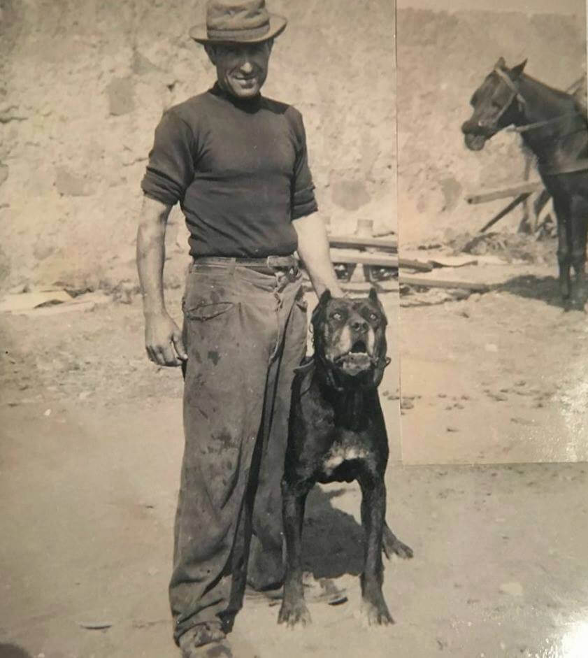 storia del cane corso