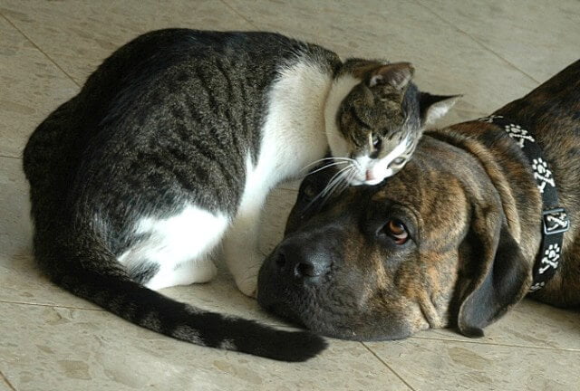 cane corso con gatto