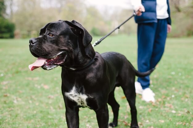 introduzione al cane corso