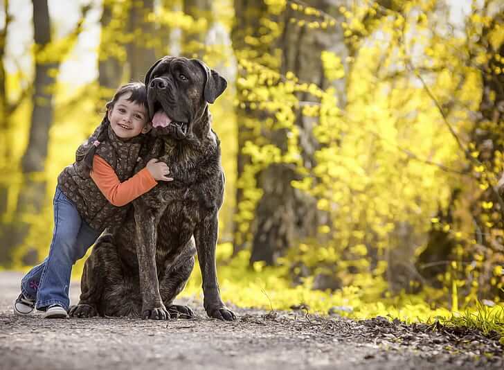 cane corso con i bambini