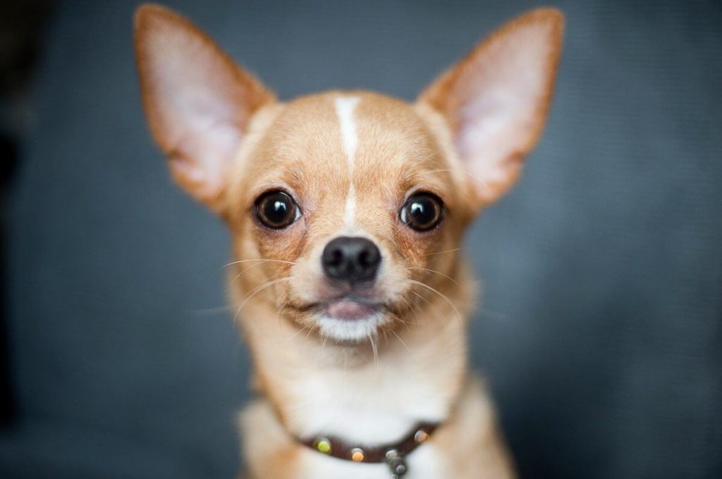 Chihuahua 1