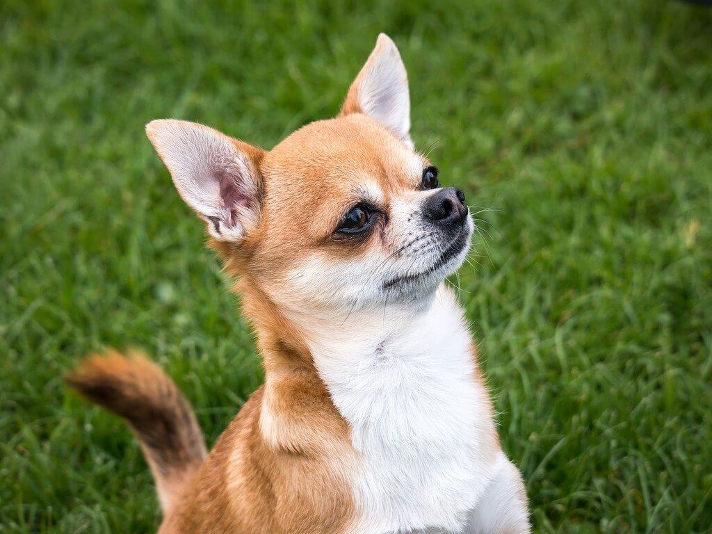 Chihuahua 2