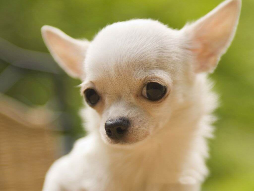 Chihuahua 3