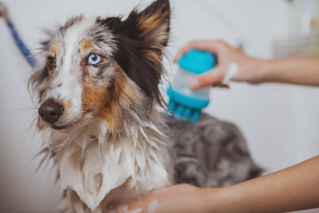 Colore, mantello e toelettatura della razza di cane Australian Shepherd