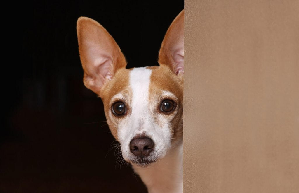Ratto Terrier