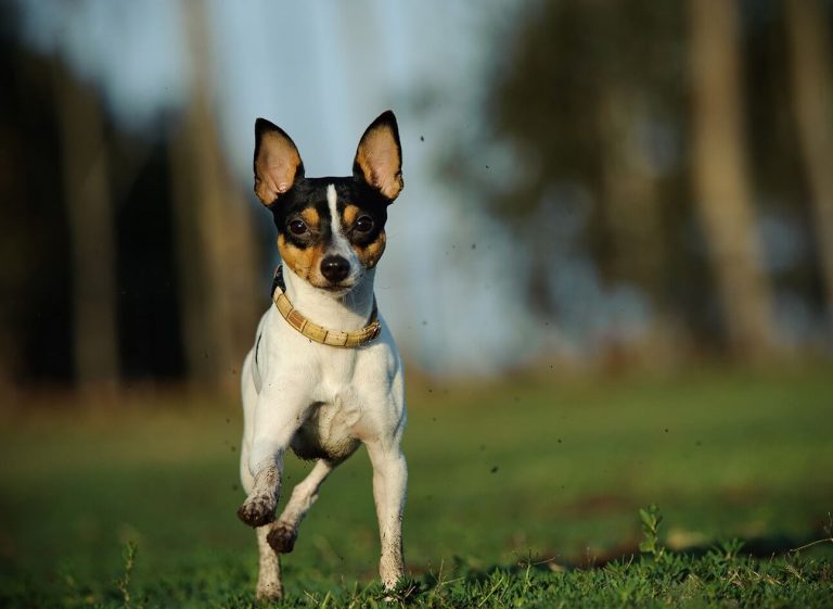 toy fox terrier