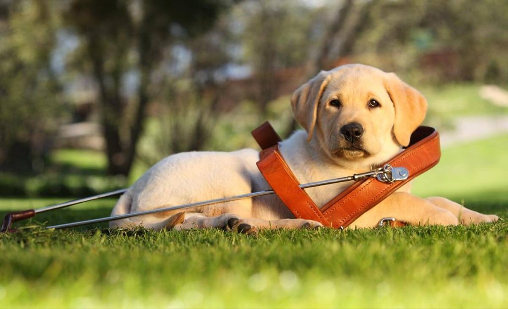 Labrador Retriever