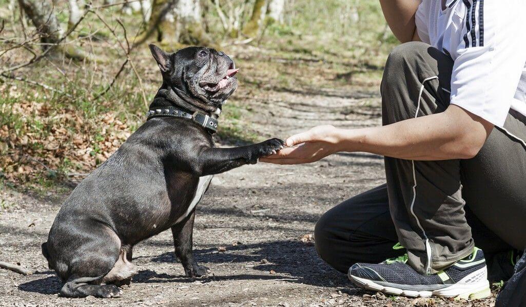 Bulldog-Francese