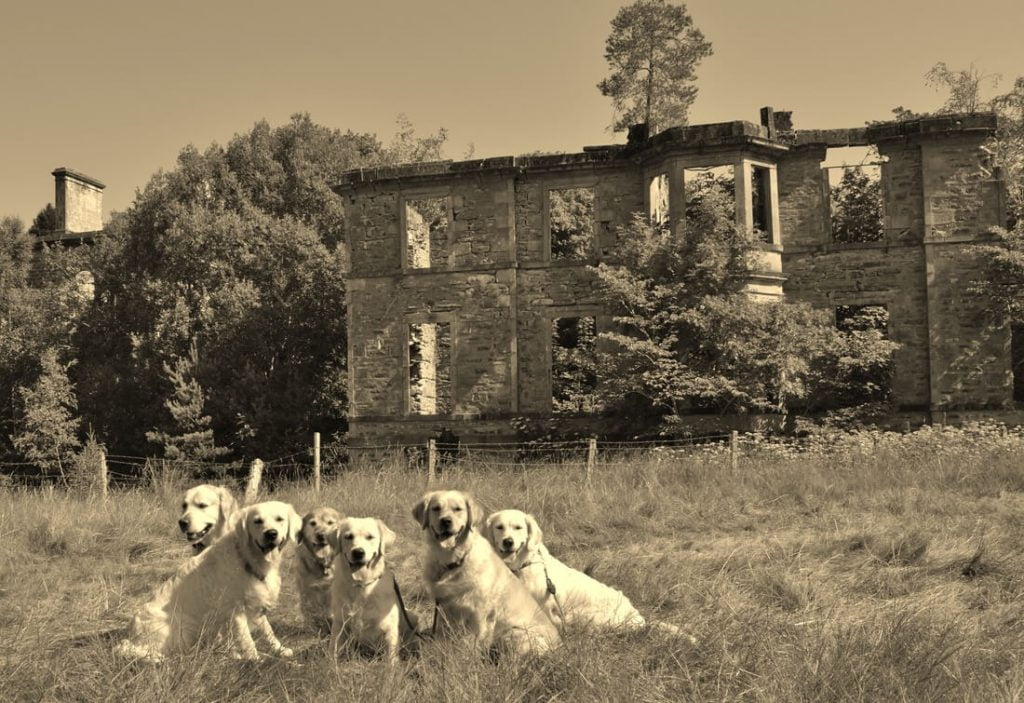 Storia del Retriever
