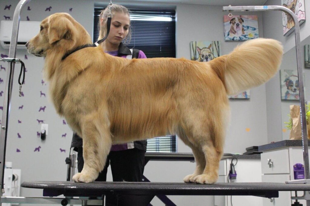 Toelettatura di Golden Retriever