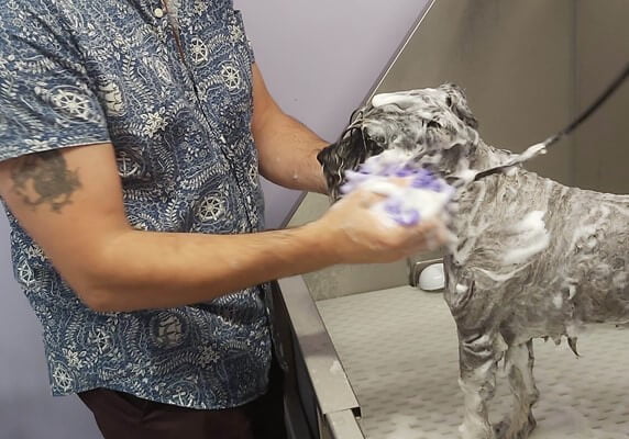 Alaskan Klee Kai che fa il bagno