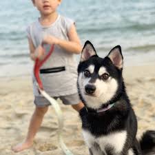 Alaskan Klee Kai in spiaggia con un bambino