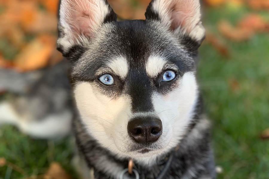 Alaskan Klee Kai