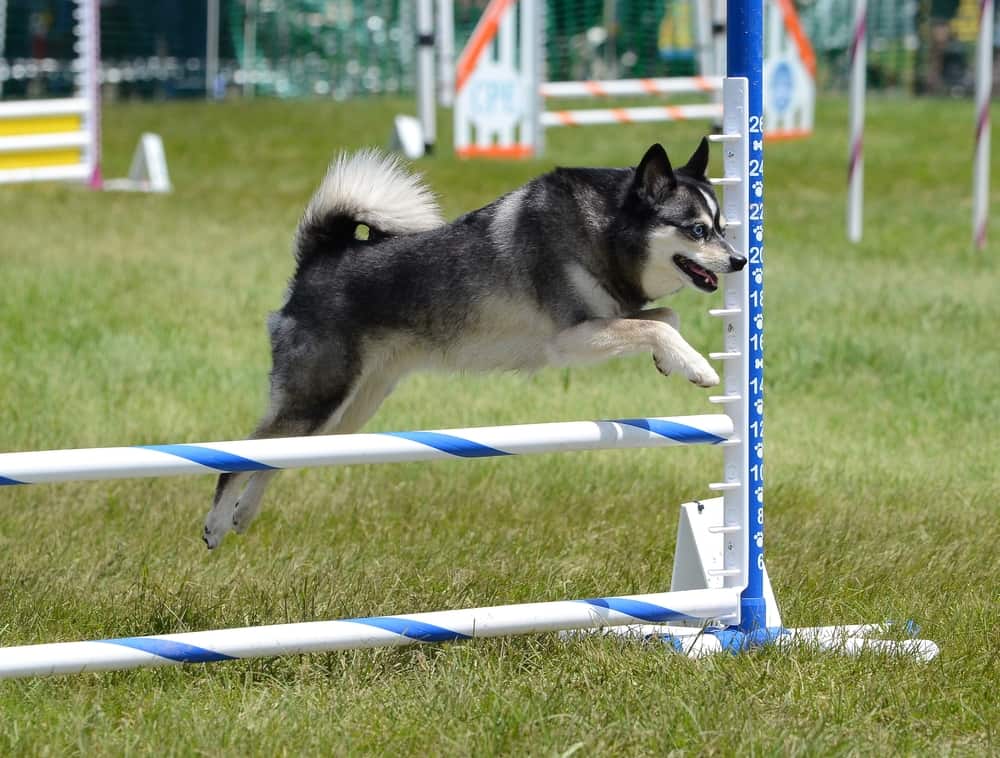 Klee kai dell'Alaska che salta l'ostacolo