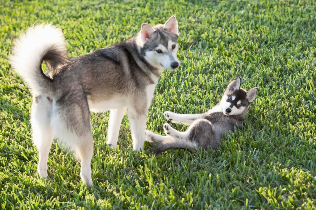 Klee Kai che gioca